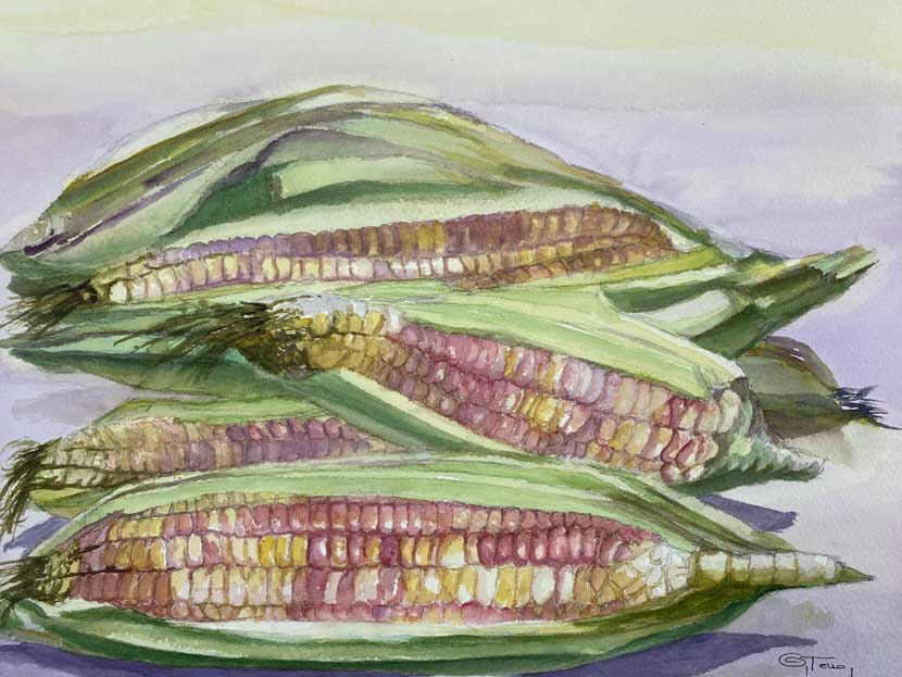 ACUARELA TITULO ELOTES MAIZ ROSA