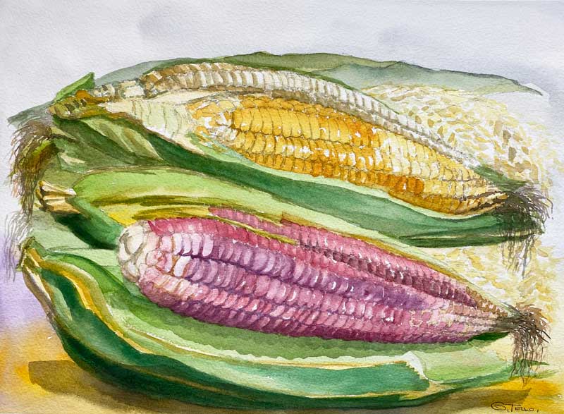 ELOTES MAIZ ROSA, AMARILLO Y BLANCO